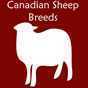 Canadian Sheep Breeds