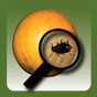 NPDN Citrus Pests