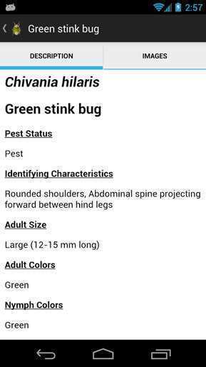 SE_Agricultural_Stink_Bug_ID